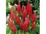 6 X Lupino - Lupinus 'My Castle' | Vaso 9 Cm X 9 Cm