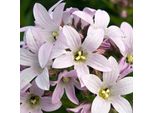 6 X Campanule - Campanula Lactiflora 'Loddon Anna' | Vaso 9 Cm X 9 Cm