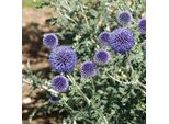 6 X Cardo Ruteno - Echinops Ritro | Vaso 9Cm X 9Cm