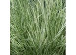 6 X Avena Liscia Variegata - Arrhenatherum Bulbosum 'Variegatum' | Vaso 9 Cm X 9 Cm