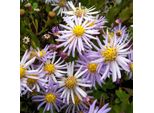 6 X Aster 'Asran' | Vaso 9Cm X 9Cm