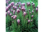 6 X Liatris Spicata 'Kobold' - Vaso 9 Cm X 9 Cm
