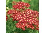 6 X Achillea Millefolium 'Paprika' | Vaso 9 Cm X 9 Cm