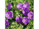6 X Campanula Carpatica 'Blaue Clips' | Vaso 9 Cm X 9 Cm