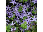 6 X Campanula Pendente - Campanula Poscharskyana | Vaso 9Cm X 9Cm