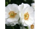 2 X Rosa - Kordes Rigo-Rose - Rosa 'Innocencia'®