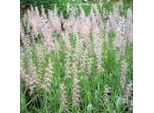 6 X Erba A Setole Fini - Pennisetum Orientale | Vaso 9Cm X 9Cm