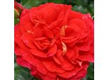 2 X Rosa - Kordes Feenrose - Rosa 'GebrüDer Grimm'®