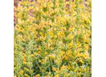6 X Agastache Hybr. - Agastache Hybrida 'Kudos Yellow' | Vaso 9 Cm X 9 Cm