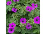 6 X Geranio Armeno - Geranium Psilostemon | Vaso 9Cm X 9Cm
