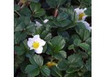 6 X Fragole - Fragaria Chiloensis | Vaso 9Cm X 9Cm