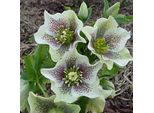 6 X Rosa Di Natale - Helleborus Orientalis 'Spotted Hybrids' | Vaso 9 Cm X 9 Cm