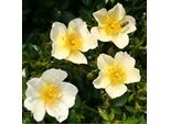 2 X Rosa - Kordes Nektar Rose - Rosa 'SonnenröSchen'®