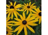 6 X Cappello Da Sole - Rudbeckia Fulgida 'Goldsturm' | Vaso 9 Cm X 9 Cm