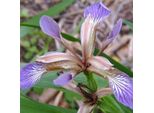 6 X Iris Foetidissima | Vaso 9Cm X 9Cm