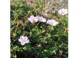 6 X Geranio Striato - Geranium Sanguineum Striatum | Vaso 9Cm X 9Cm