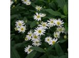 6 X Ageratum Aster - Aster 'Ashvi' | Vaso 9 Cm X 9 Cm