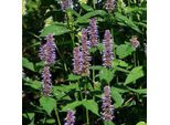 6 X Ortica Rugosa Profumata - Agastache 'Blue Fortune' | Vaso 9Cm X 9Cm