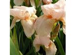6 X Iris - Iris Germanica 'Pink Horizon' | Vaso 9 Cm X 9 Cm