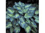 6 X Funkie - Hosta 'June' | Vaso 9 Cm X 9 Cm