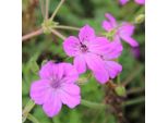 6 X Forca Di Airone Dei Pirenei - Erodium Manescavii | Vaso 9Cm X 9Cm
