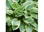6 X Funkie Dai Bordi Dorati - Hosta Fortunei 'Aureomarginata' | Vaso 9Cm X 9Cm