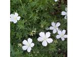 6 X Geranio Delle Nevi - Geranium Sanguineum 'Album' | Vaso 9 Cm X 9 Cm