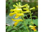 6 X Corydalis Lutea | Vaso 9Cm X 9Cm