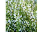 6 X Camedrio Vero - Teucrium Chamaedrys 'Alba' | Vaso 9 Cm X 9 Cm