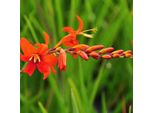 6 X Monbretia Masoniorum - Crocosmia Masoniorum | Vaso 9Cm X 9Cm