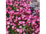 6 X Saxifraga 'Purpurteppich' | Vaso 9 Cm X 9 Cm