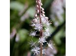 6 X Tiarella Hybr. - Tiarella Hybrida 'Skeleton Key' | Vaso 9 Cm X 9 Cm