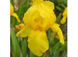 6 X Iris - Iris Germanica 'Ola Kala' | Vaso 9 Cm X 9 Cm