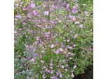 6 X Ruta Dei Prati Di Delavays - Thalictrum Delavayi | Vaso 9Cm X 9Cm