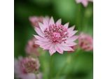 6 X Astrantia Maj. - Astrantia Major 'Bloody Mary' | Vaso 9 Cm X 9 Cm