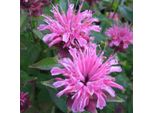 6 X Monarda 'Twins' | Vaso 9 Cm X 9 Cm