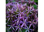 6 X Porro Stellato - Allium Christophii | Vaso 9Cm X 9Cm