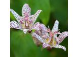 6 X Giglio Rospo Di Formosa - Tricyrtis Formosana | Vaso 9Cm X 9Cm