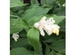6 X Sigillo Profumato All'uva - Smilacina Racemosa | Vaso 9Cm X 9Cm