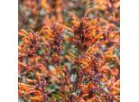 6 X Agastache Hybr. - Agastache Hybrida 'Fleur' | Vaso 9 Cm X 9 Cm