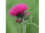 6 X Cirsium Rivulare 'Atropurpureum' | Vaso 9 Cm X 9 Cm