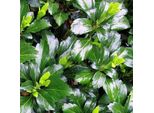 6 X Pachysandra Terminalis 'Green Sheen' | Vaso 9 Cm X 9 Cm