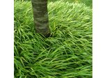 6 X Erba Di Montagna Giapponese - Hakonechloa Macra | Vaso 9Cm X 9Cm