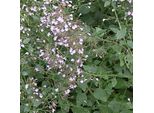 6 X Menta Di Montagna A Fiore Piccolo - Calamintha Nepeta Nepeta | Vaso 9Cm X 9Cm