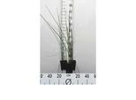6 X Equisetum Hyemale - Equiseto Invernale - Vaso 9 X 9 Cm