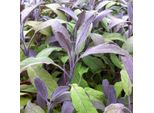 6 X Salvia - Salvia Officinalis 'Tricolor' | Vaso 9 Cm X 9 Cm