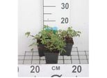 6 X Potentilla Palustris - Cinquefoglio Di Palude - Vaso 9 X 9 Cm
