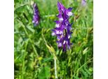 6 X Vicia Cracca | Topf 9Cm X 9Cm