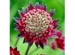 6 X Astrantia - Astrantia Major 'Moulin Rouge'® | Vaso 9 Cm X 9 Cm