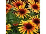 6 X Cappello Da Sole Finto - Echinacea Purpurea 'Flame Thrower'® | Vaso 9 Cm X 9 Cm